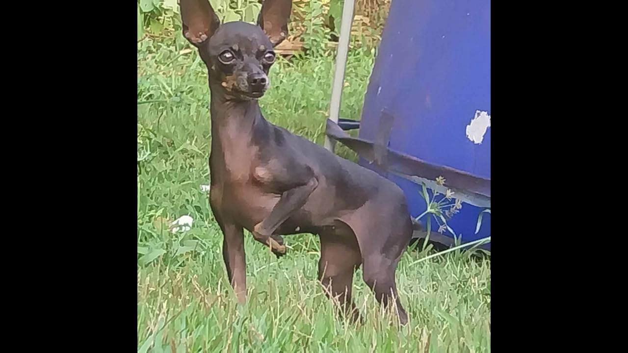 Cachorra Tequila desapareceu no bairro Parque São Paulo