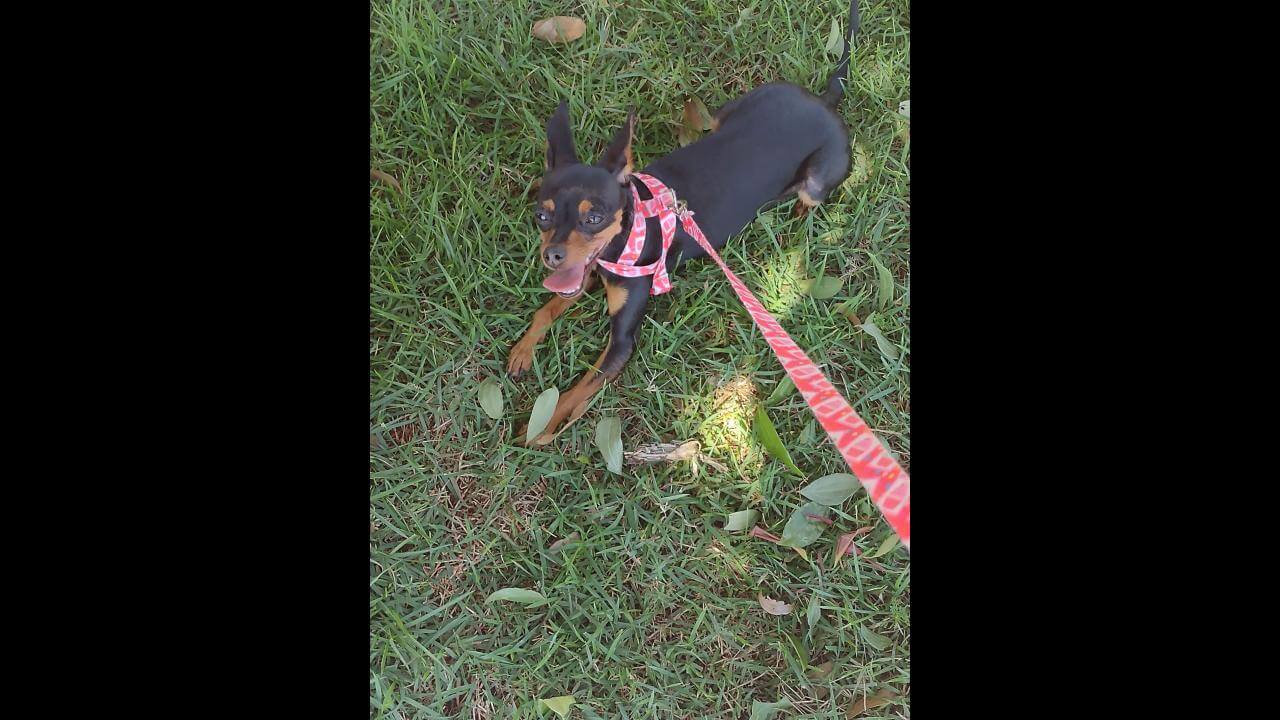Cachorra Pantera desapareceu no bairro Jardim Veneza