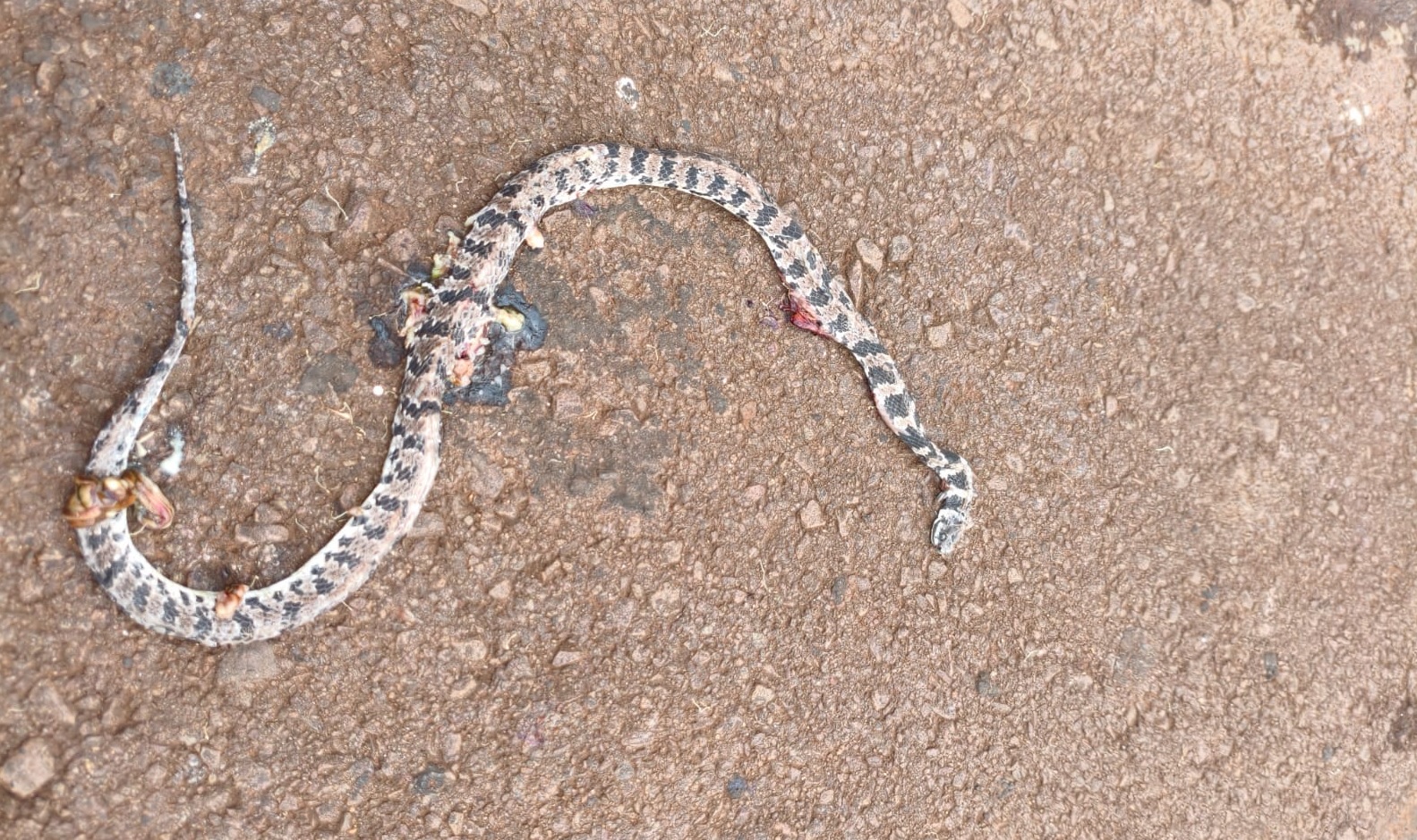 Quase entrando em residência no Universitário, cobra é atropelada