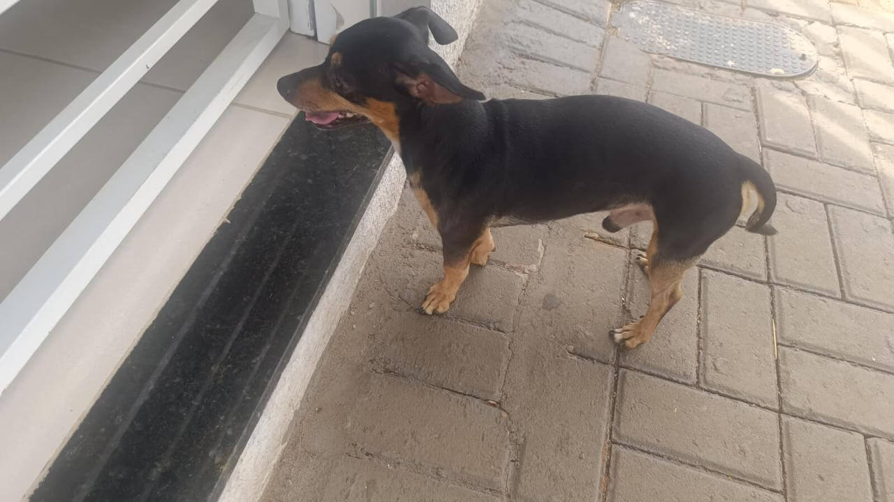 Cachorro é encontrado no bairro Maria Luiza