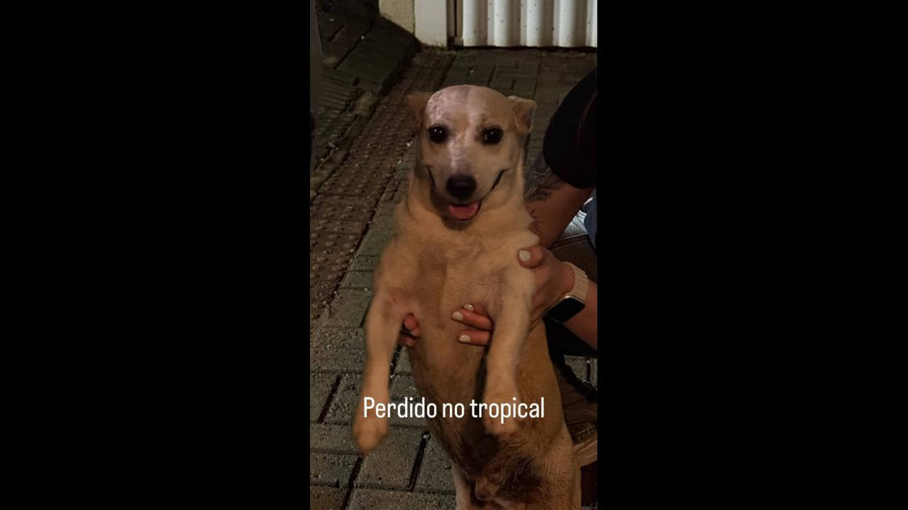 Cachorro é encontrado no bairro Recanto Tropical