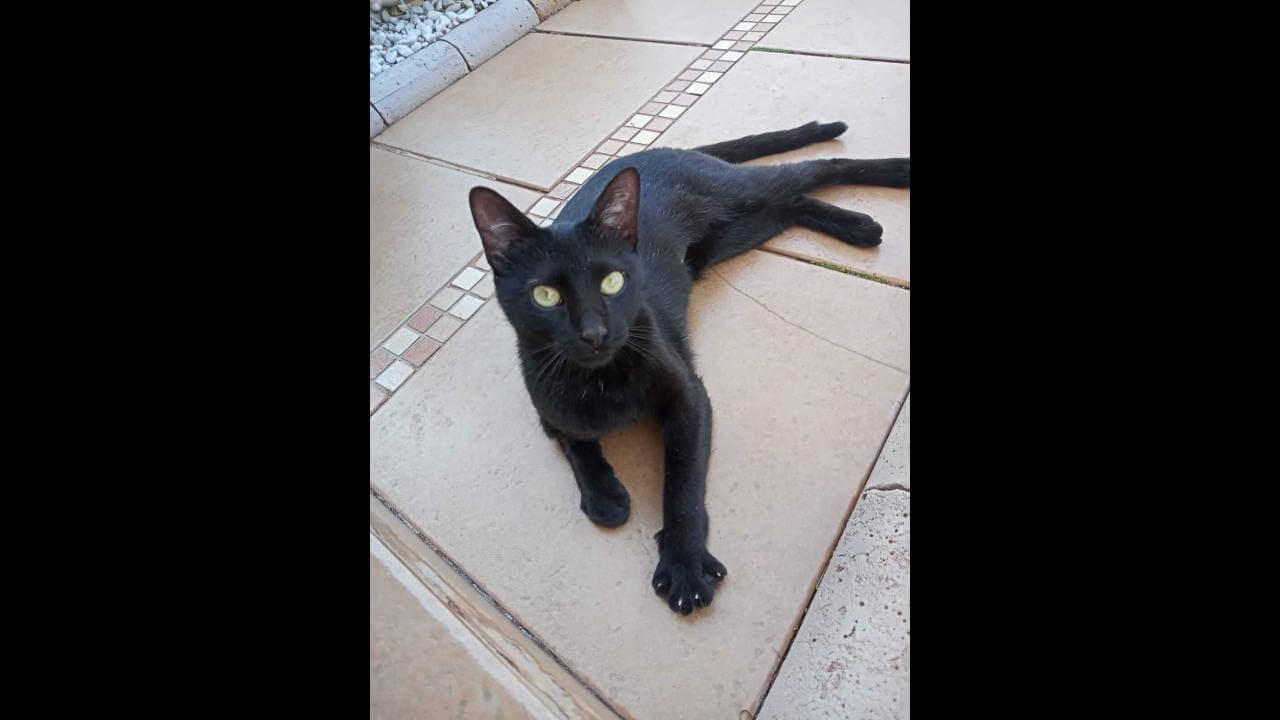 Gata Pantera desapareceu no bairro Maria Luiza
