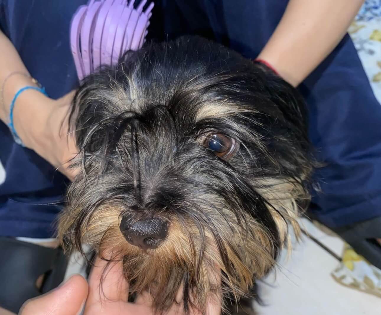 Cachorro é encontrado no bairro Alto Alegre