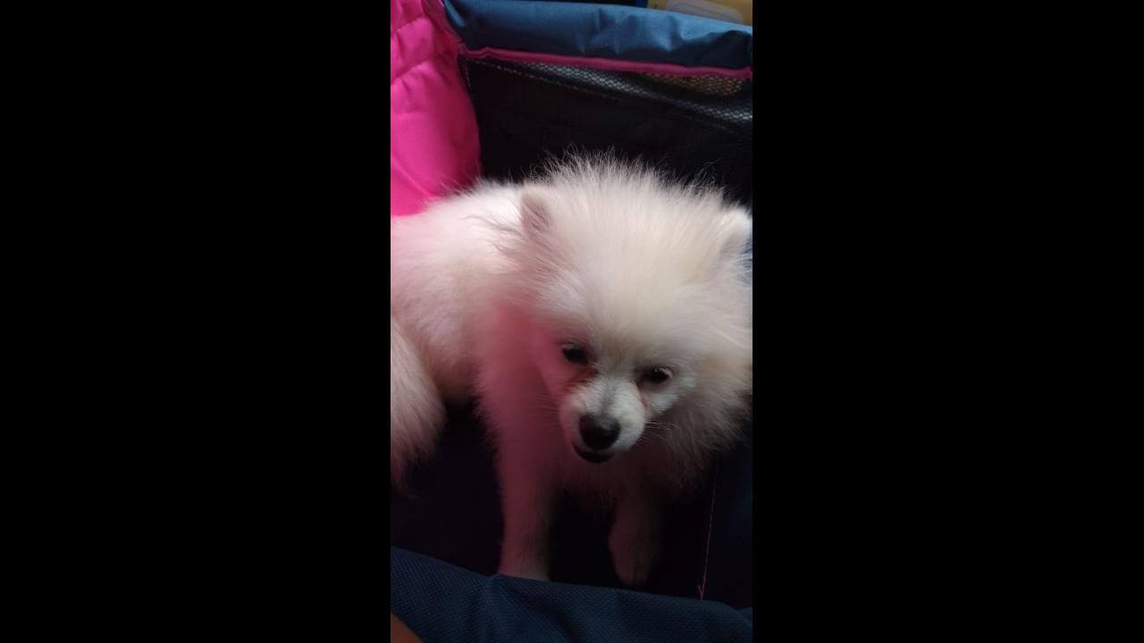 Cachorro Leão desapareceu no bairro Claudete