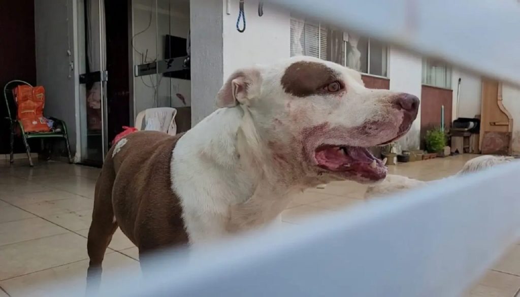 Menina de 1 ano e 4 meses sofre ataque de pitbull e fica em estado grave