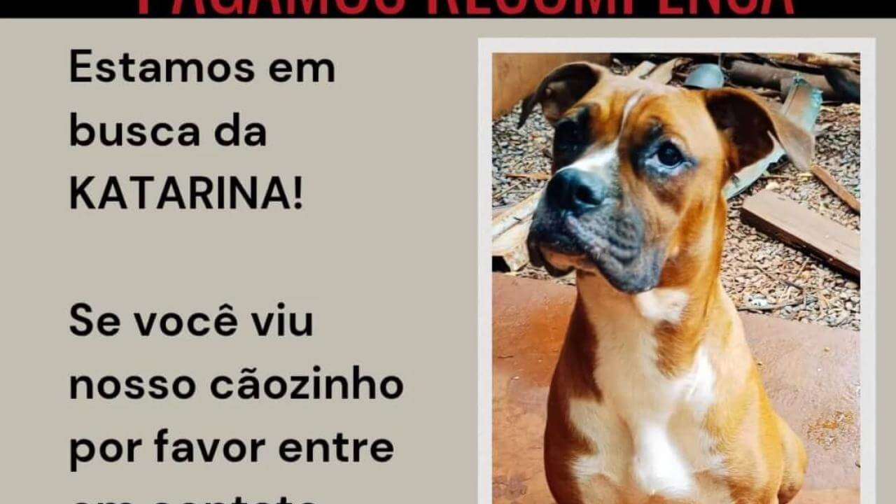 Cachorra Katarina desapareceu no bairro Canadá