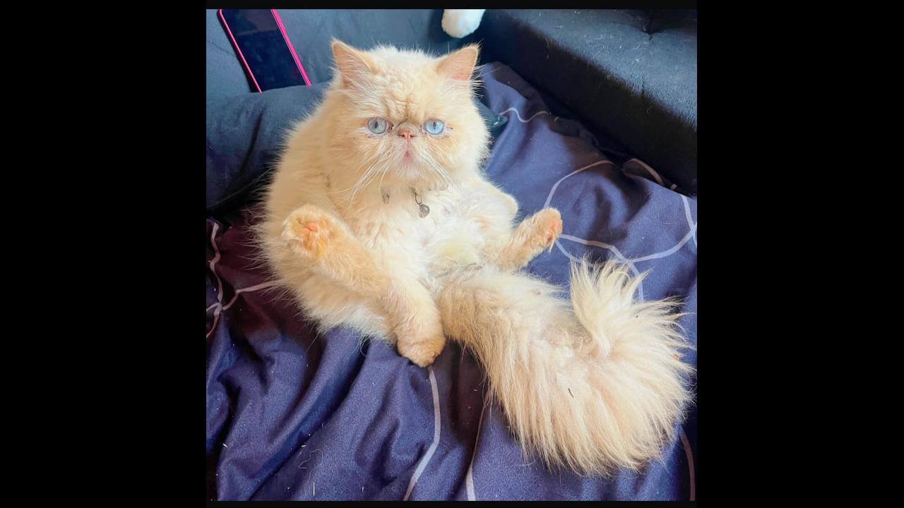 Gato desapareceu no bairro Universitário
