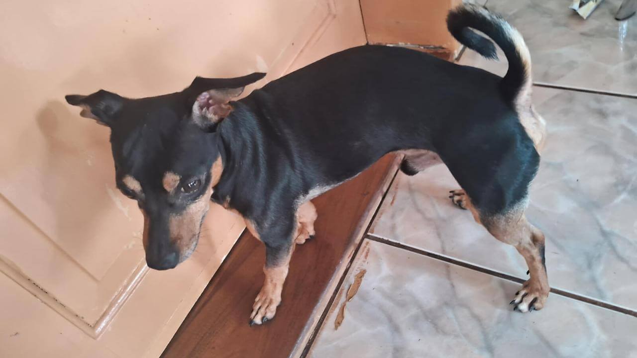 Cachorro é encontrado no bairro Parque São Paulo