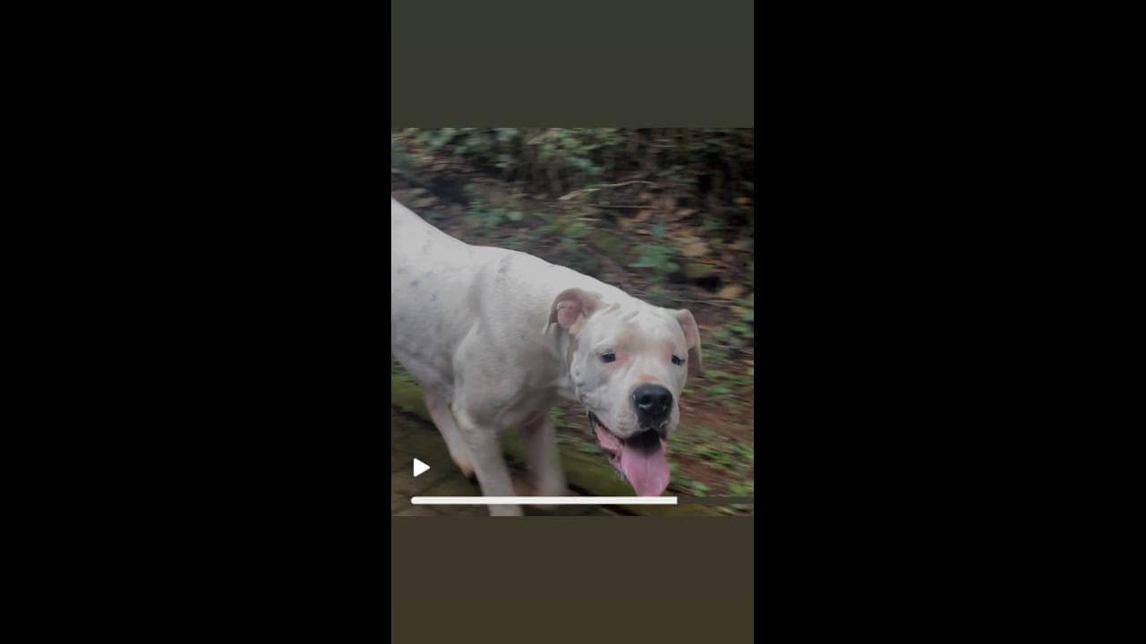 Cachorra KLOE DOGO ARGENTINO desapareceu no bairro Canadá