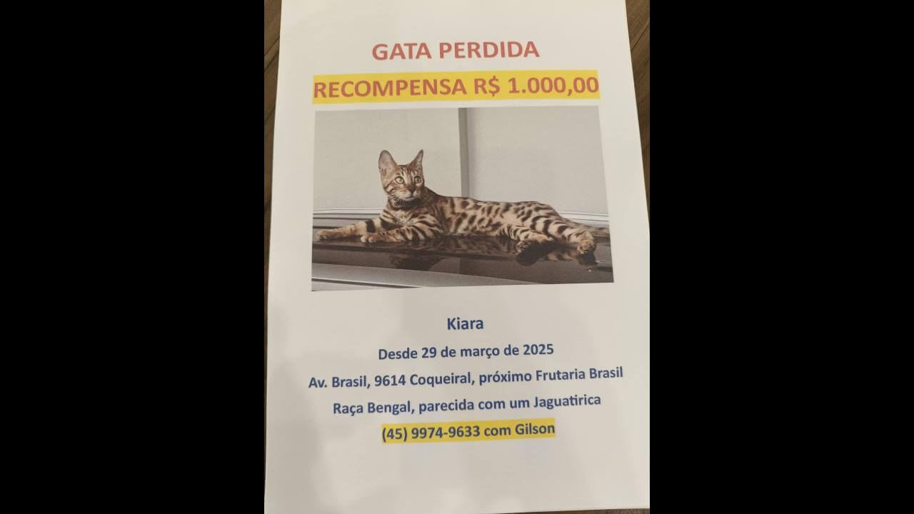 Gata Kiara desapareceu no bairro Coqueiral