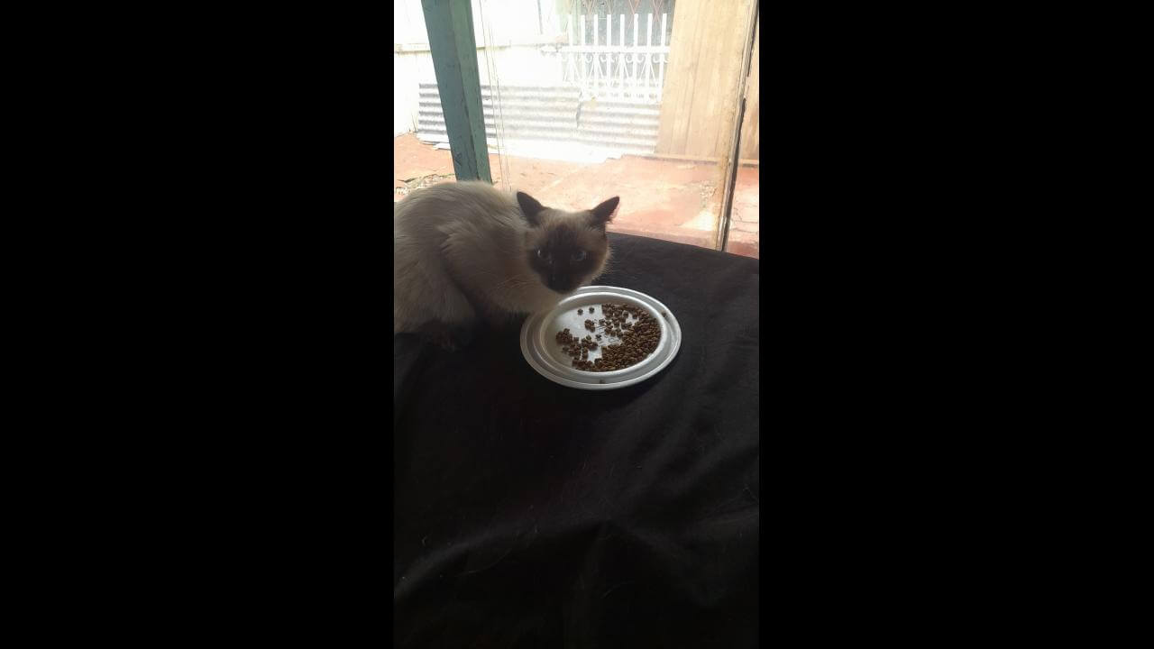 Gato é encontrado no bairro Neva