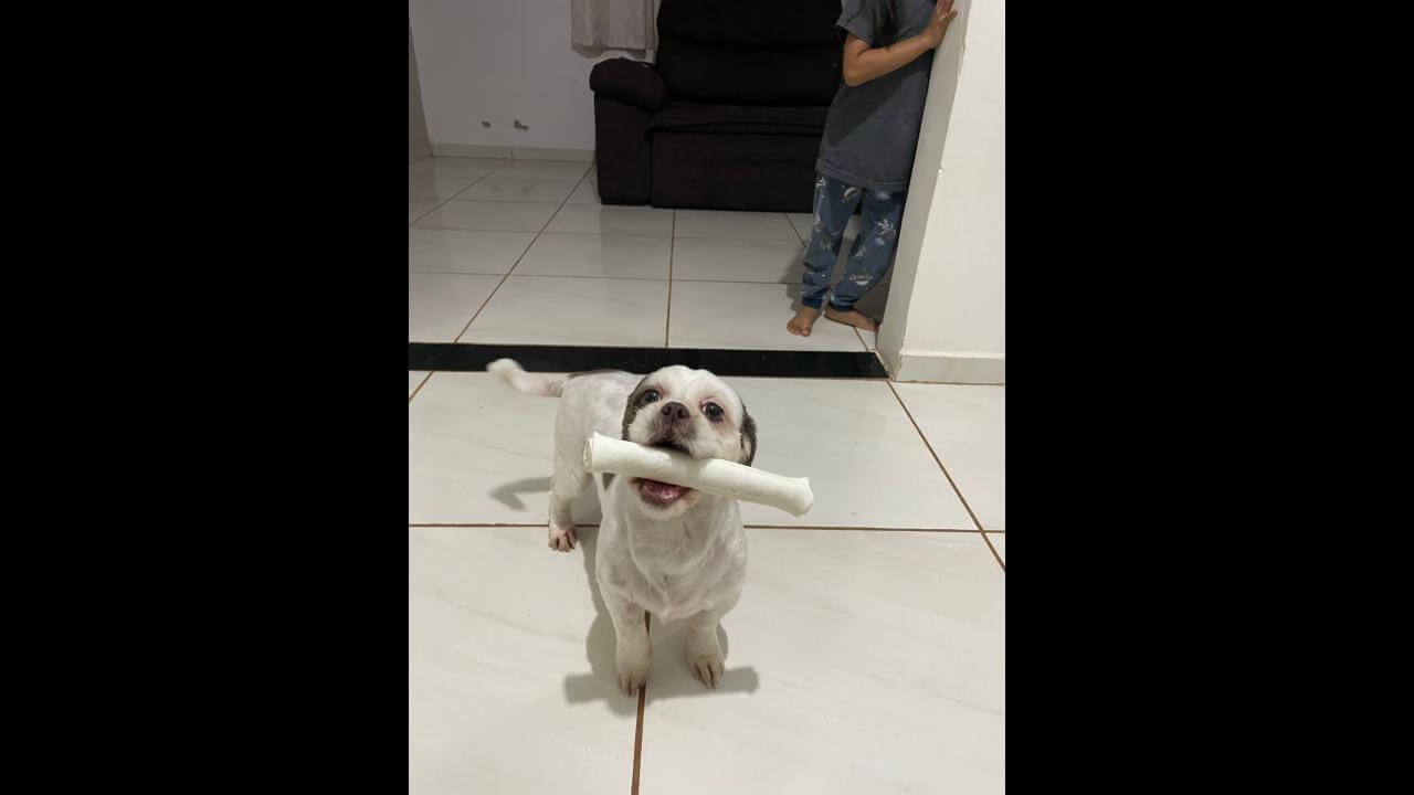 Cachorra Zoe desapareceu no bairro Centro