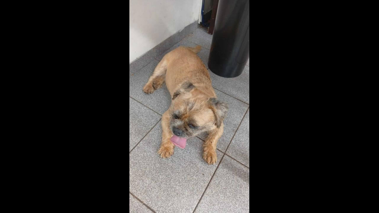 Cachorro é encontrado no bairro São Cristóvão