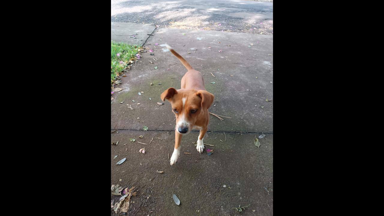 Cachorra é encontrada no bairro São Cristóvão