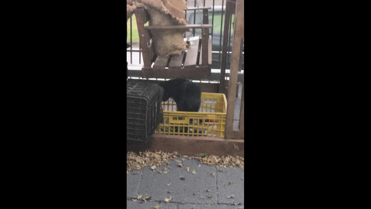 Cachorra é encontrada no bairro Jardim Padovani