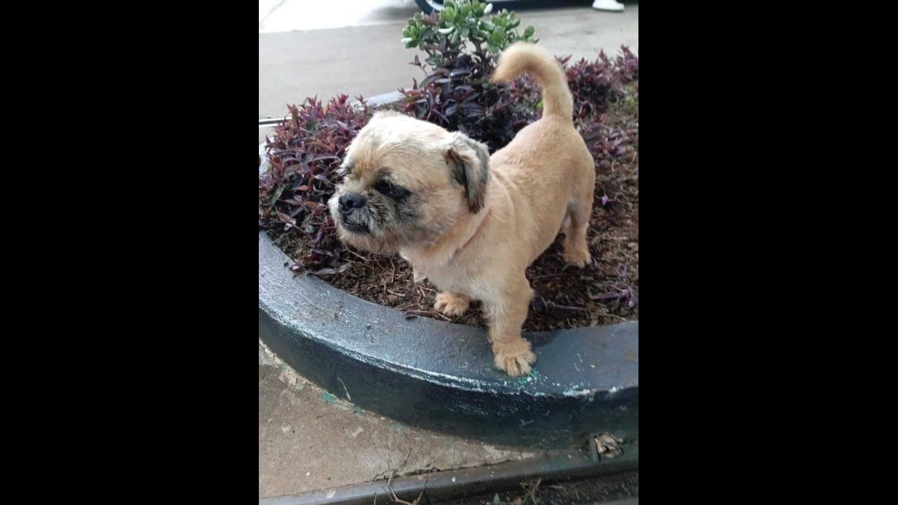 Cachorro é encontrado no bairro São Cristóvão