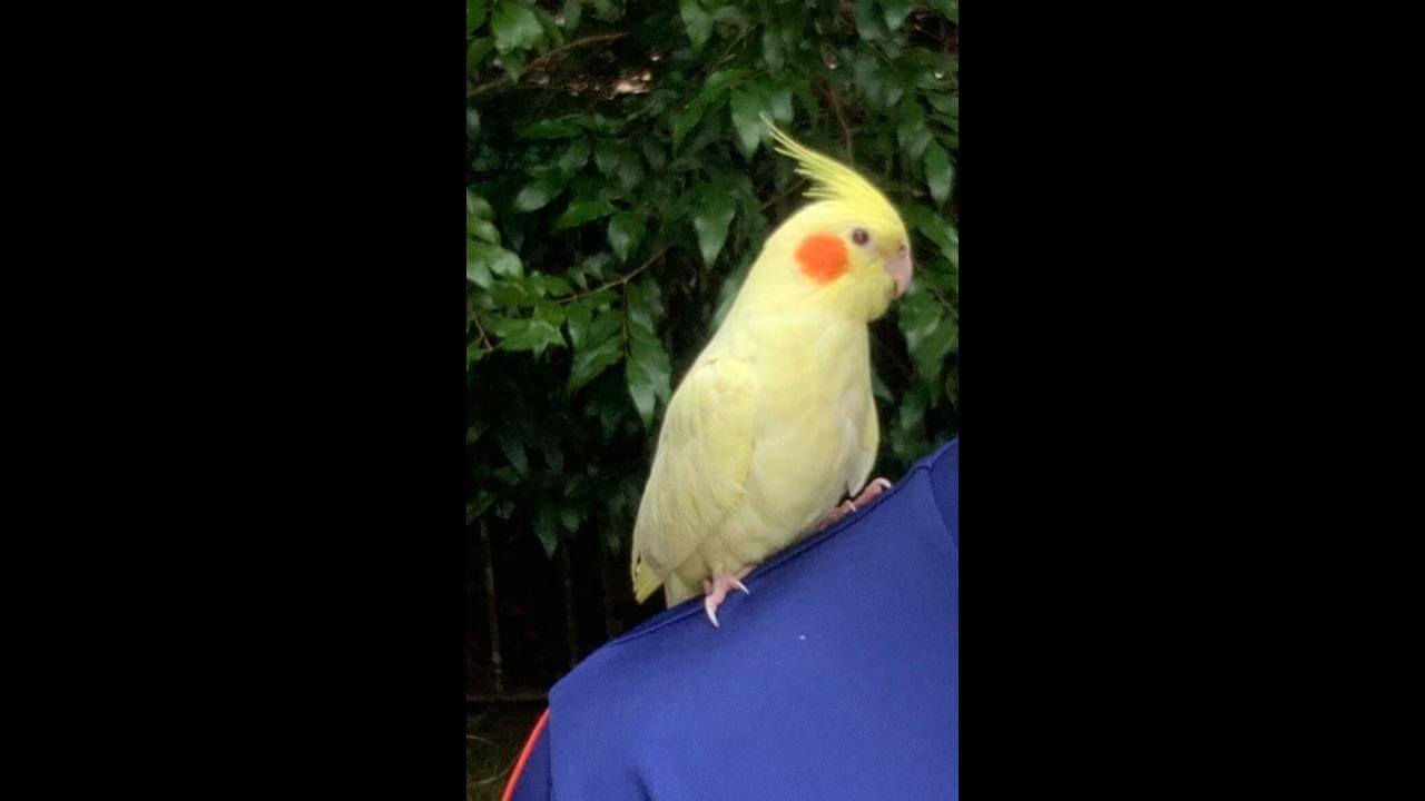 Calopsita Berry ou Pitucha desapareceu no bairro Centro