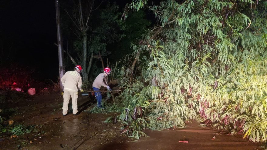 Bombeiros realizam poda de árvore no Bairro Cascavel Velho