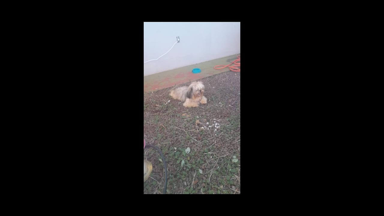 Cachorro Thor desapareceu no bairro Esmeralda