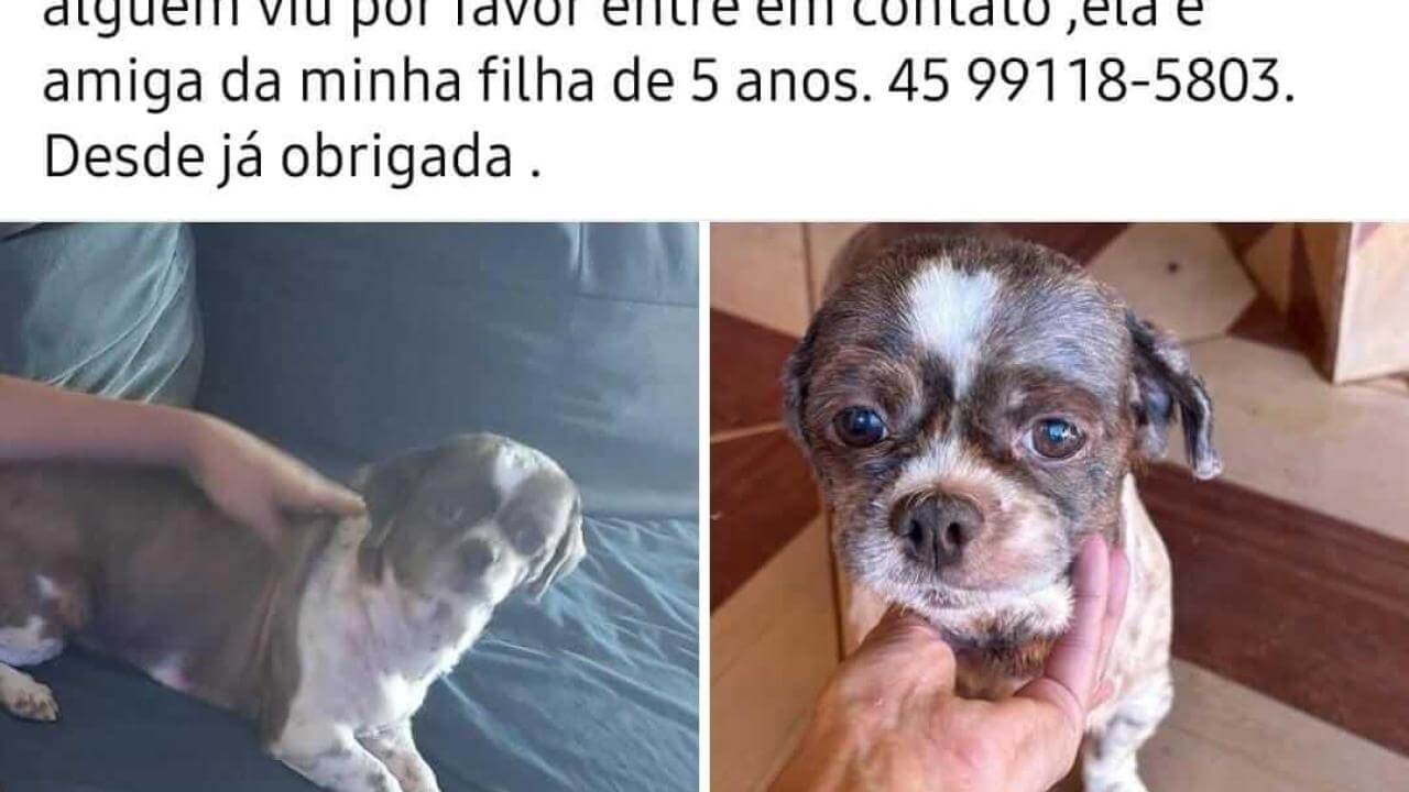 Cachorra desapareceu no bairro Coqueiral