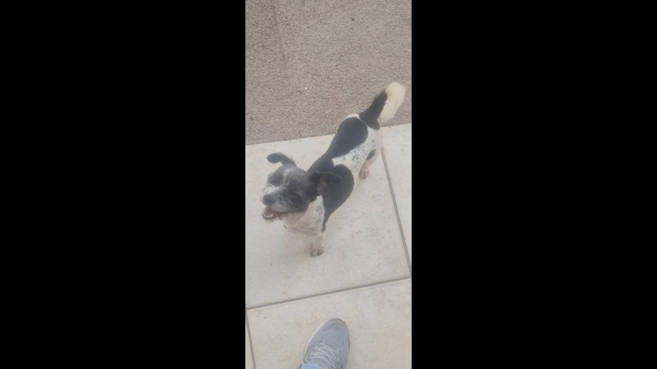 Cachorra Nina desapareceu no bairro Brasília