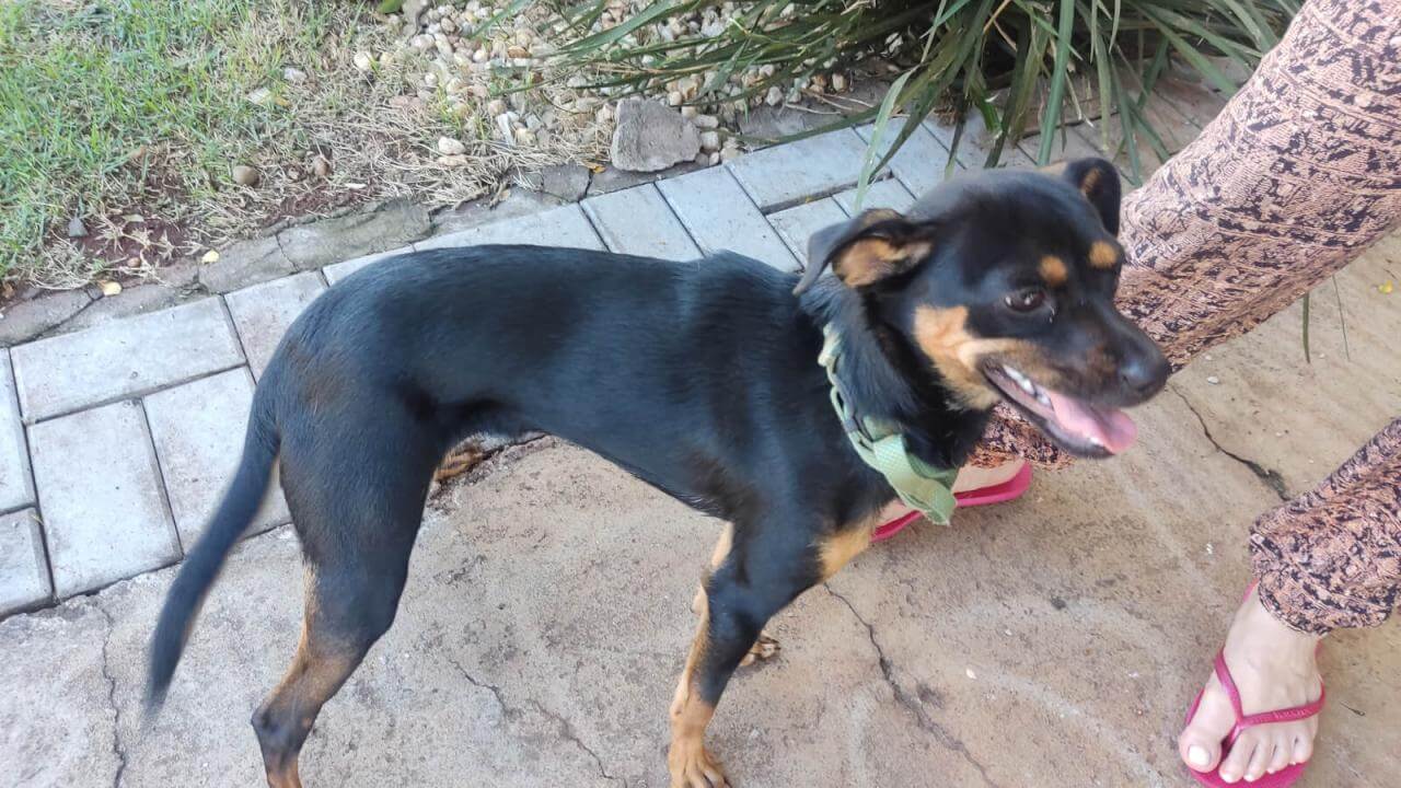 Cachorra é encontrada no bairro Fag