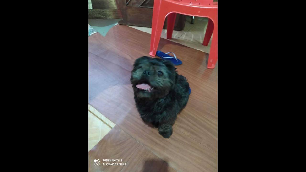 Cachorro Neguinho desapareceu no bairro Rural