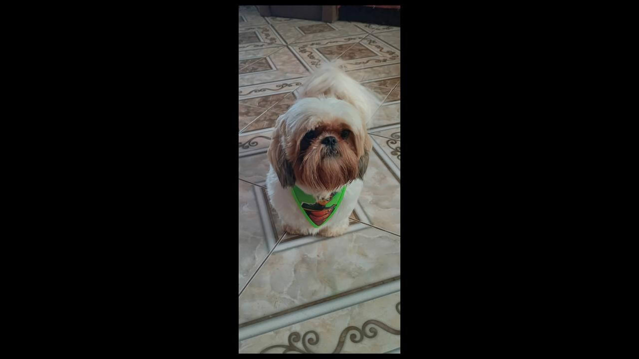 Cachorro Breno desapareceu no bairro Nova Cidade