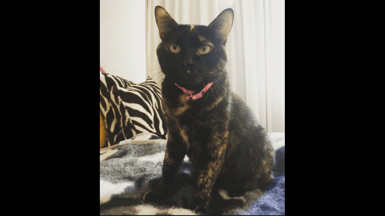 Gata Pinta desapareceu no bairro Parque São Paulo