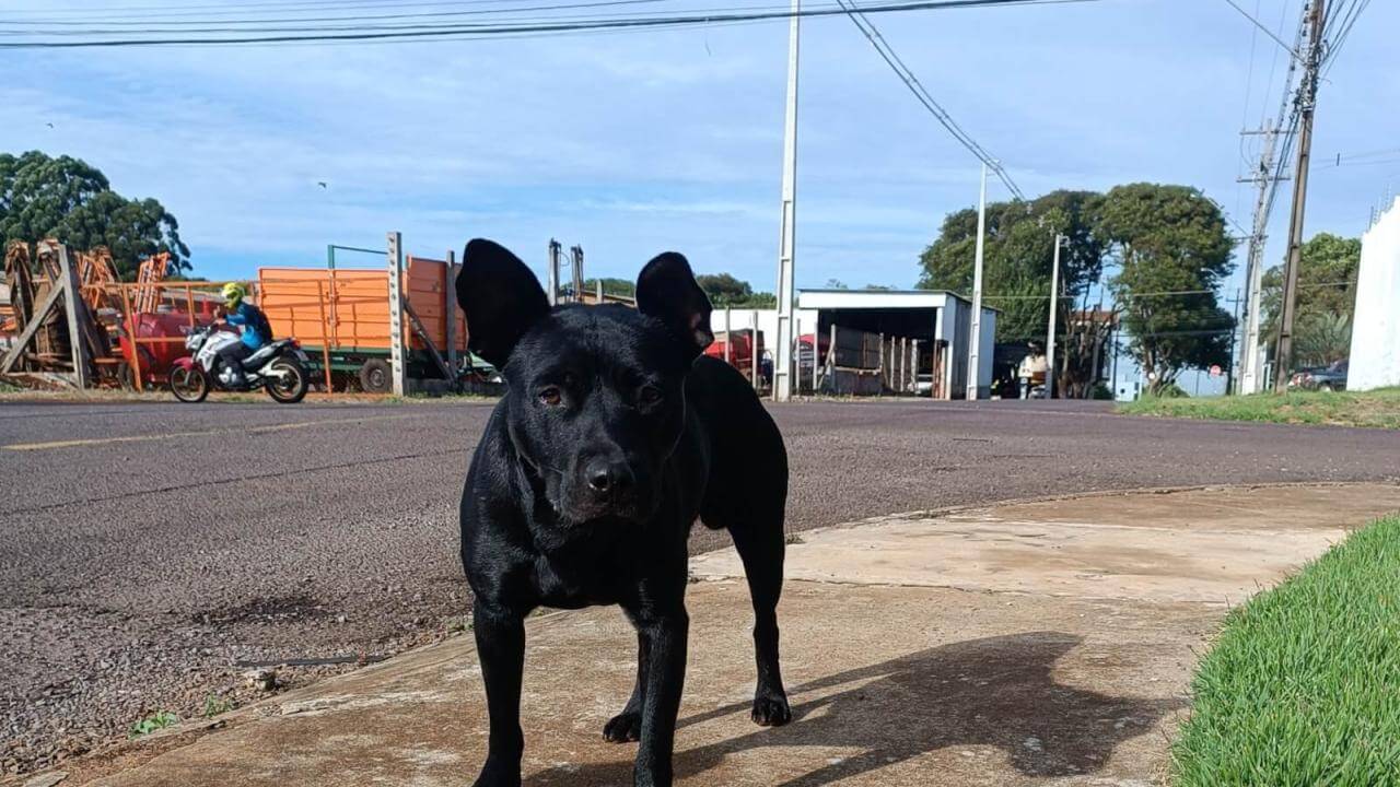 Cachorro é encontrado no bairro São Cristóvão