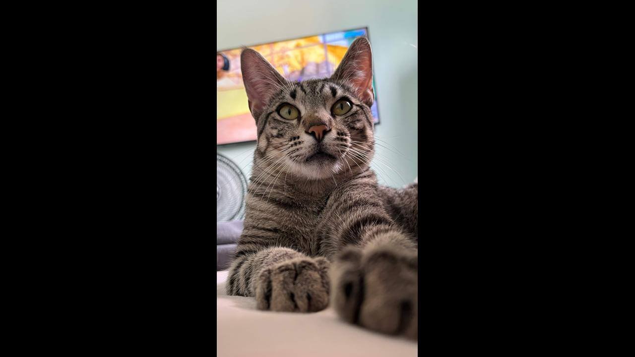 Gato Tigrinho desapareceu no bairro Região do Lago