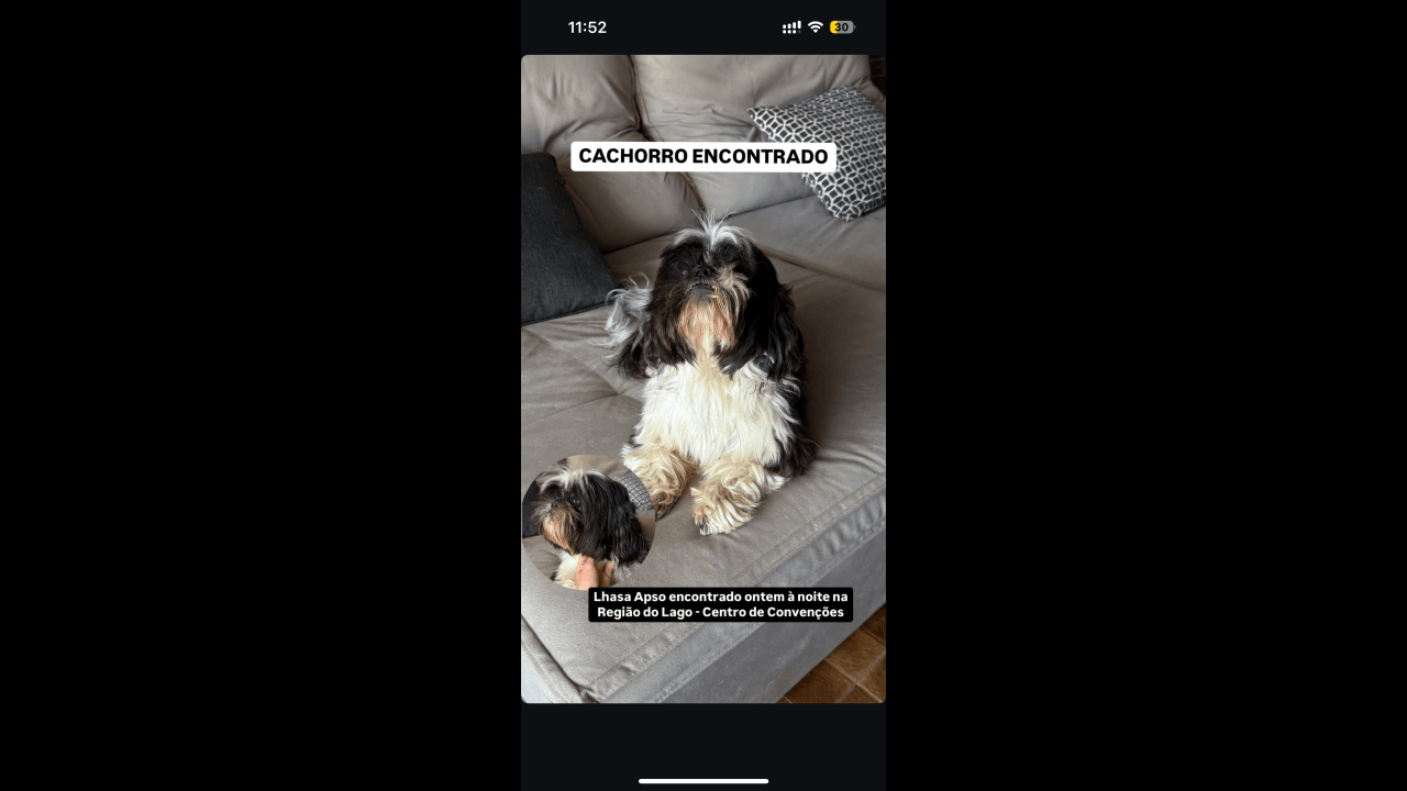 Cachorro é encontrado no bairro Região do Lago