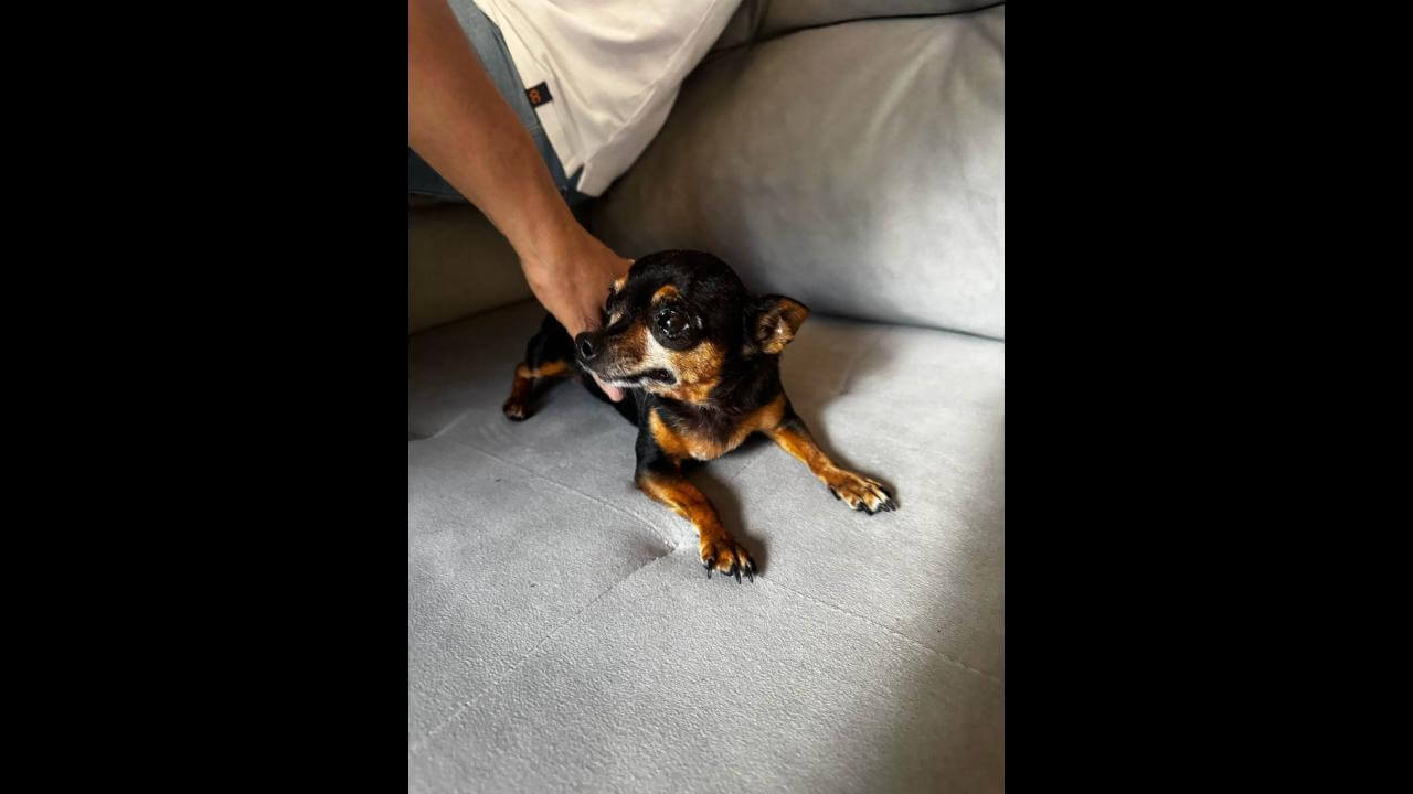 Cachorra é encontrada no bairro Universitário