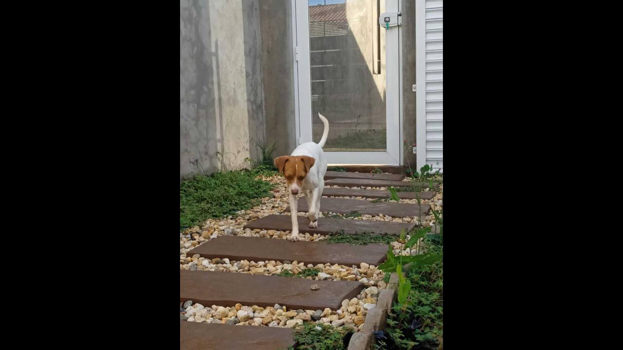 Cachorra Amora desapareceu no bairro Barcelona