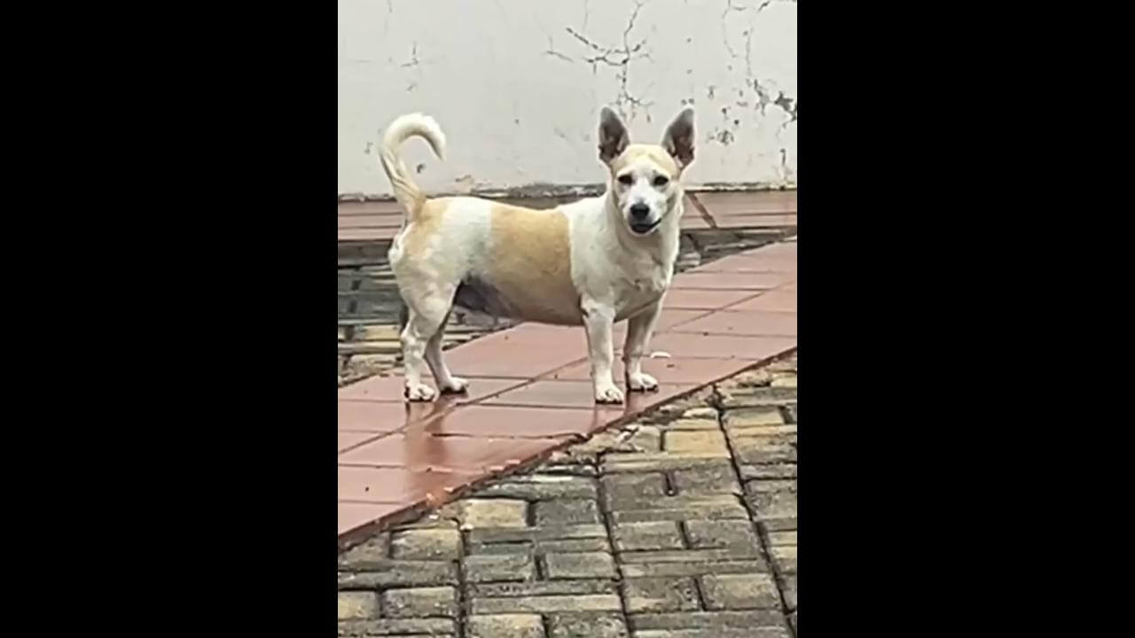 Cachorro é encontrado no bairro Recanto Tropical