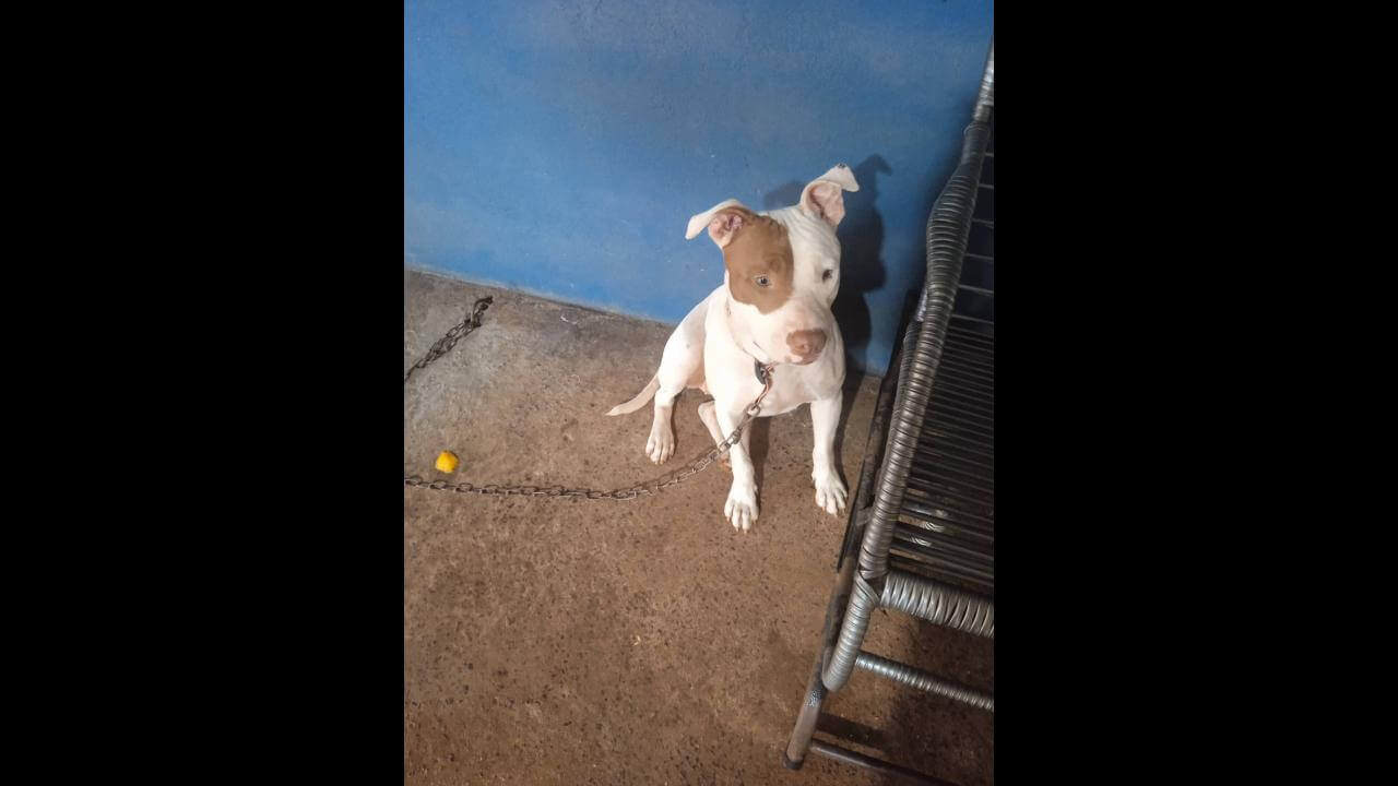 Cachorra é encontrada no bairro Morumbi