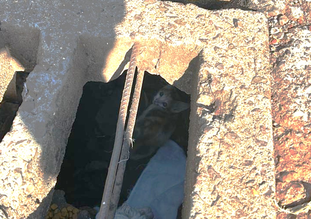 Internauta pede ajuda para salvar filhote de gato preso em bueiro no Parque São Paulo