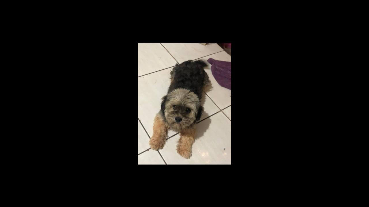 Cachorra Jade desapareceu no bairro Interlagos