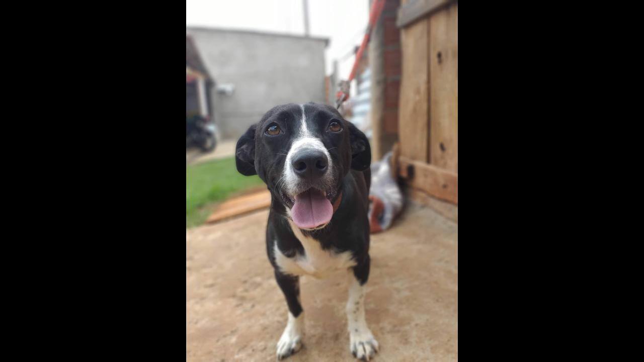 Cachorro Scooby desapareceu no bairro Cascavel Velho