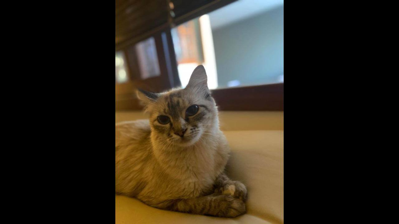 Gata Farofa desapareceu no bairro Canadá