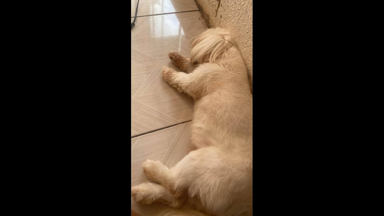 Cachorro Flocos desapareceu no bairro Tarumã