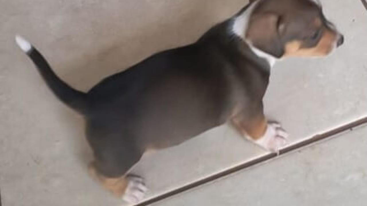 Cachorro Cachorrinho salsicha ele atende pelo nome de Peka desapareceu no bairro São Salvador
