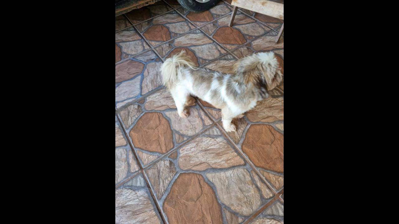Cachorro é encontrado no bairro Santo Onofre