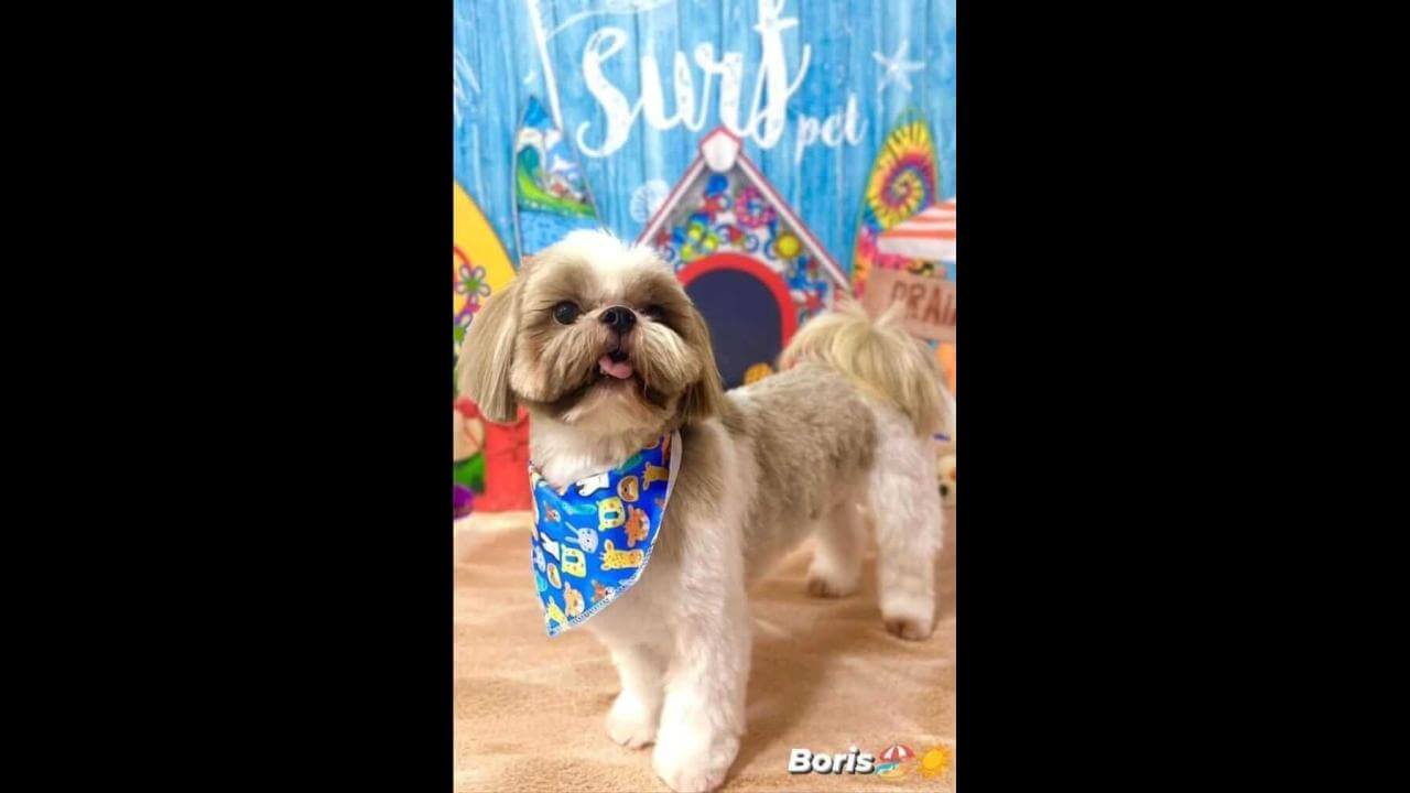 Cachorro desapareceu no bairro Esmeralda