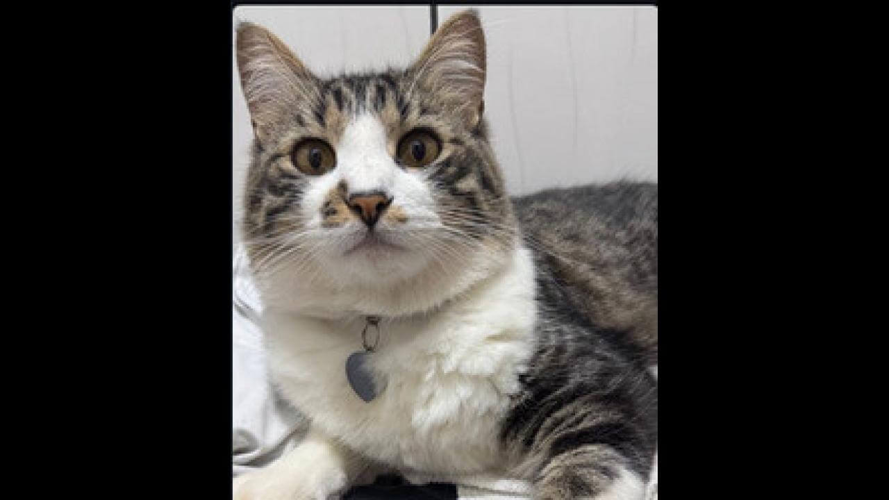 Gato Baby Jhon desapareceu no bairro Santa Felicidade