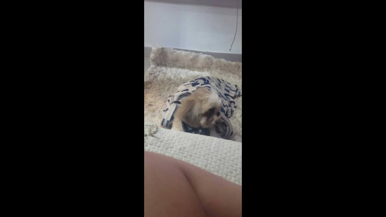 Cachorro desapareceu no bairro Esmeralda
