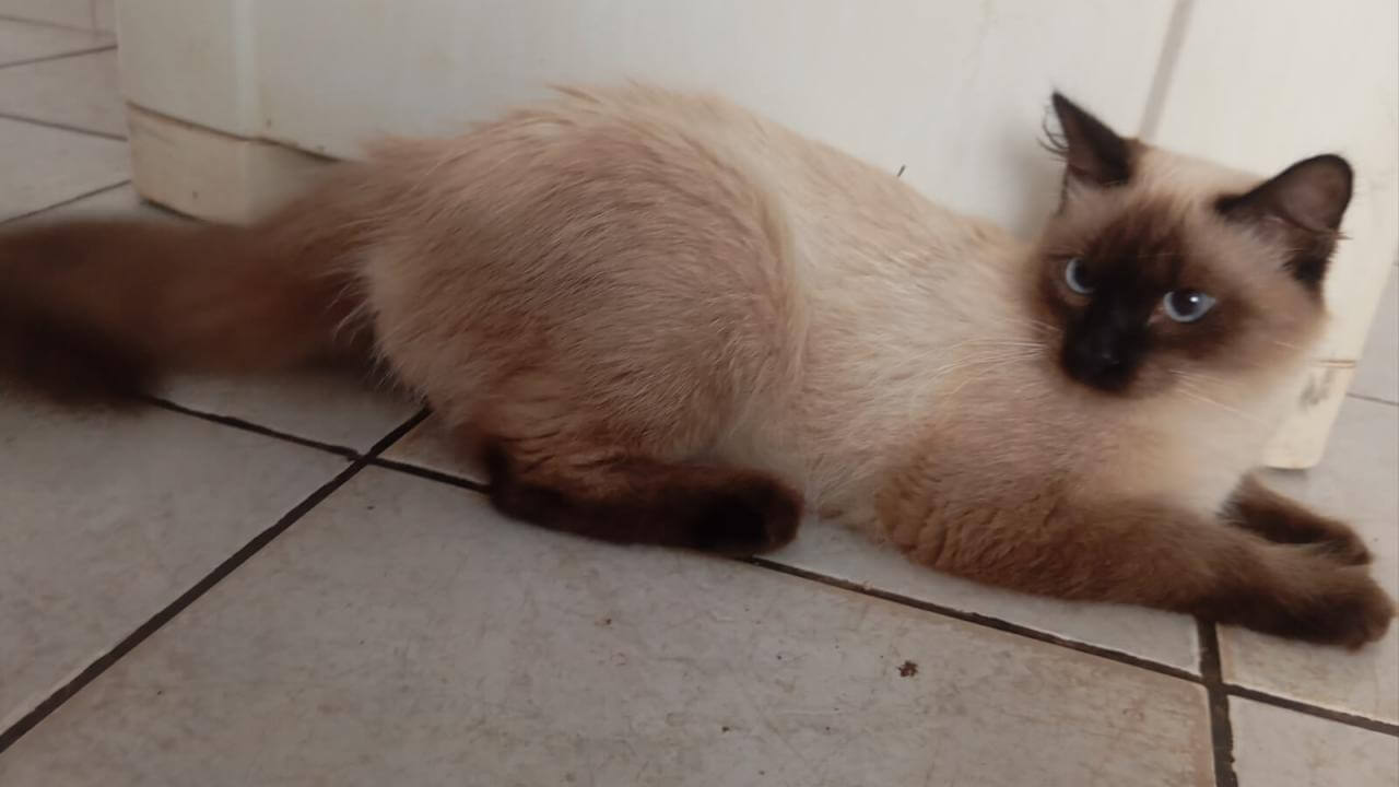 Gato Lumo desapareceu no bairro Centro