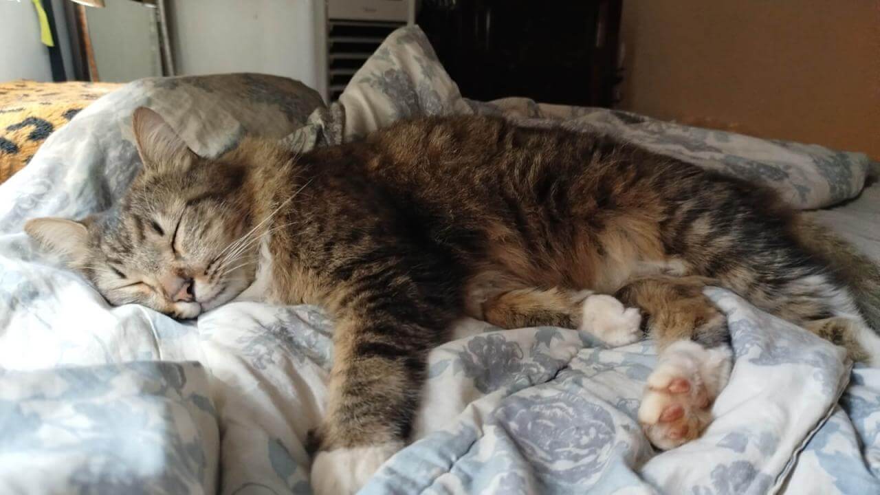 Gato Fabio Jr (Binho) desapareceu no bairro Cancelli