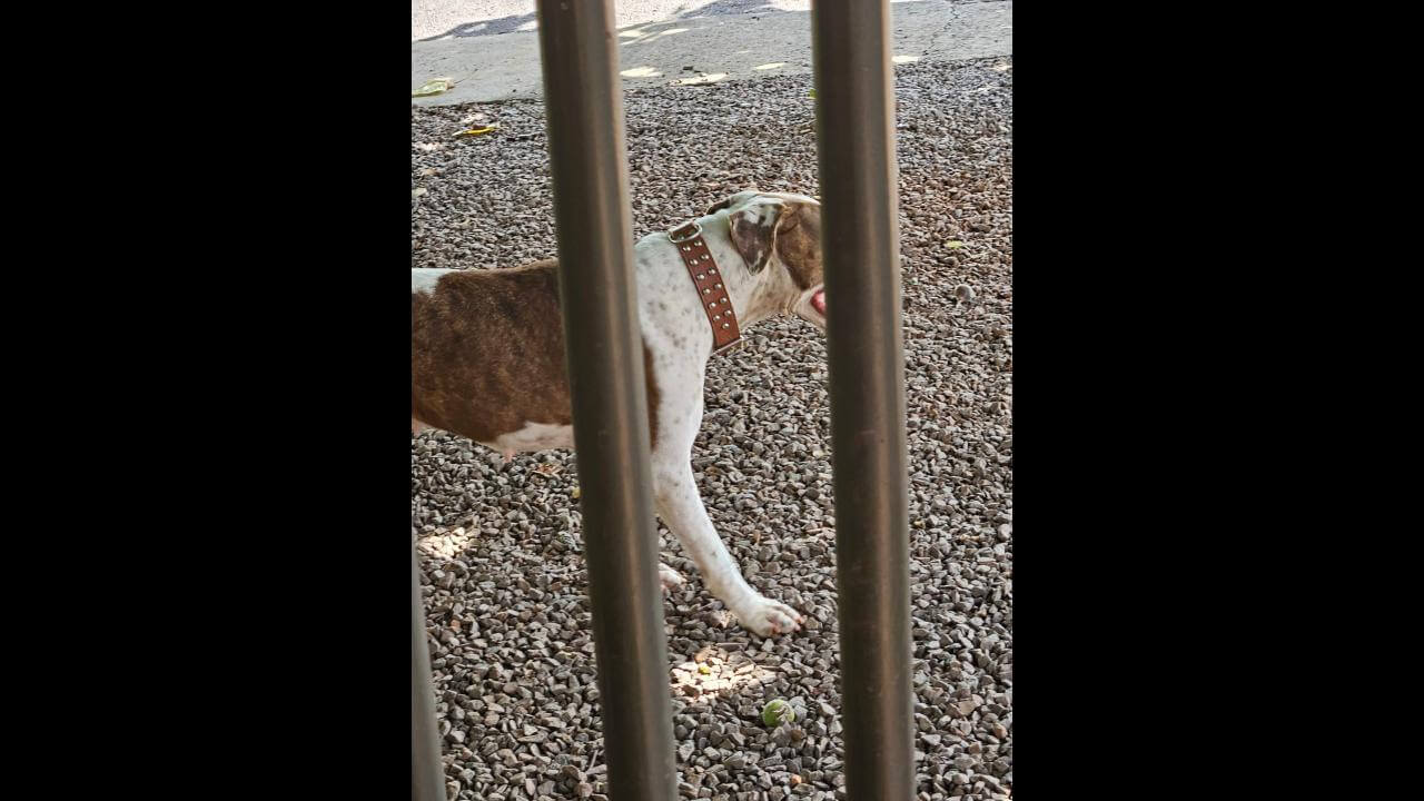 Cachorra é encontrada no bairro Brasília