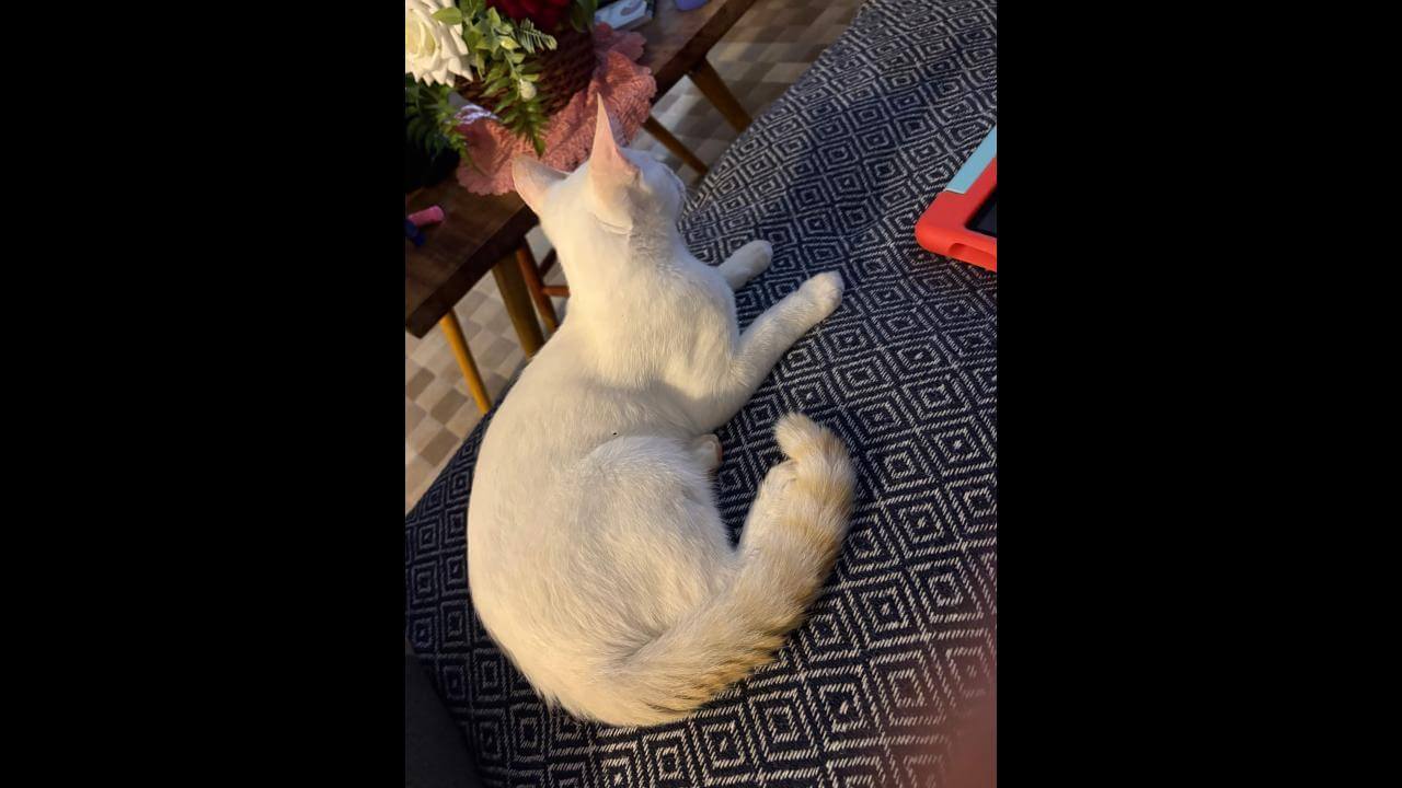 Gato Apollo desapareceu no bairro Presidente